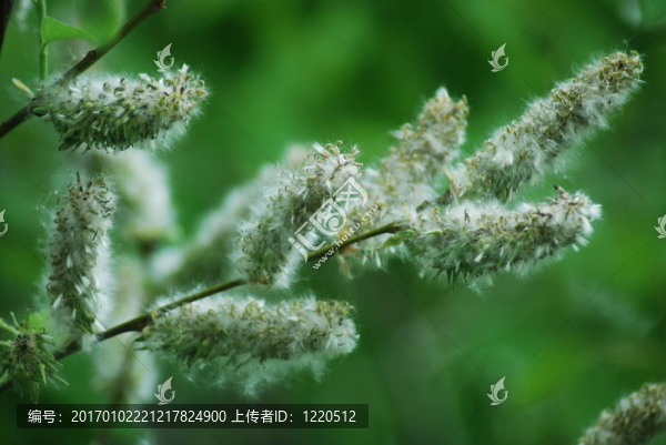 楊樹對(duì)水背景在夏季；楊木絨毛
