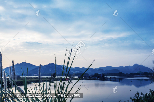 湖泊,天空,蘆葦