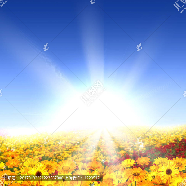 滿是鮮花的草地