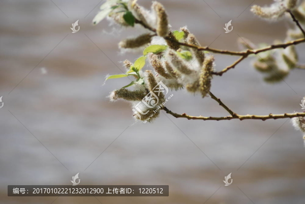 楊樹(shù)對(duì)水背景在夏季；楊木絨毛