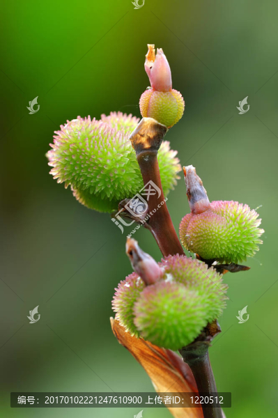 花園里的鮮艷的美人蕉的果實(shí)