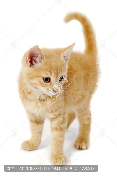 小貓