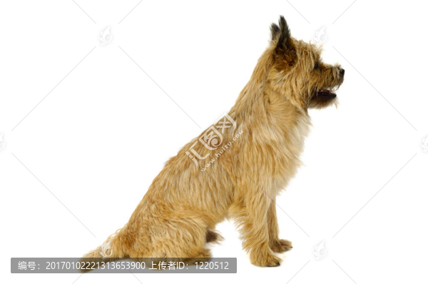 凱恩梗犬剖面