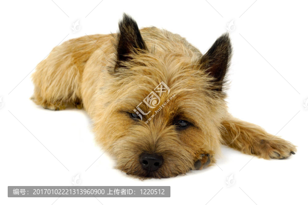 昏昏欲睡的狗