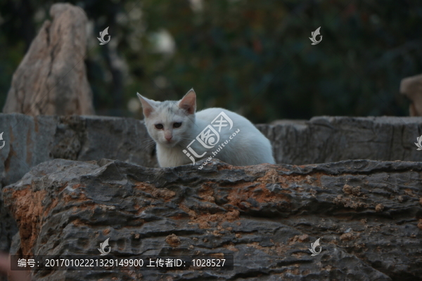 貓,白貓,公園的貓