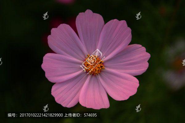 格?；? title=