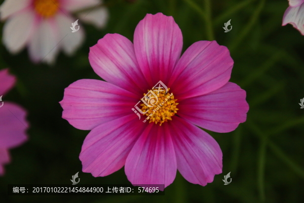 格桑花