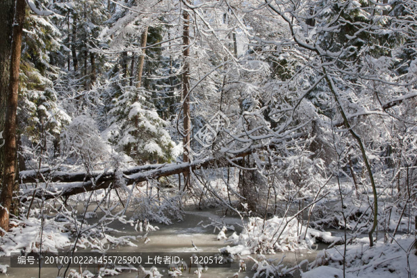 樹(shù)雪裹風(fēng)雪后