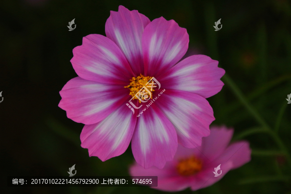 格?；? title=