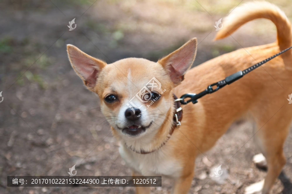 狗是最好的朋友