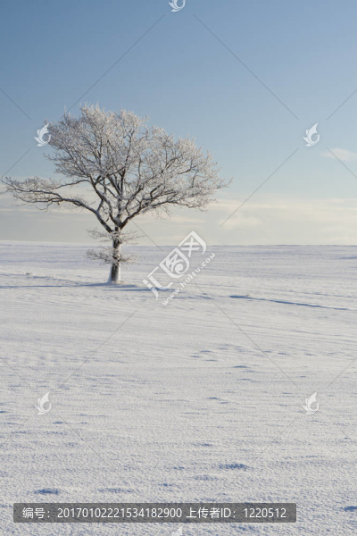 雪中孤獨(dú)的樹