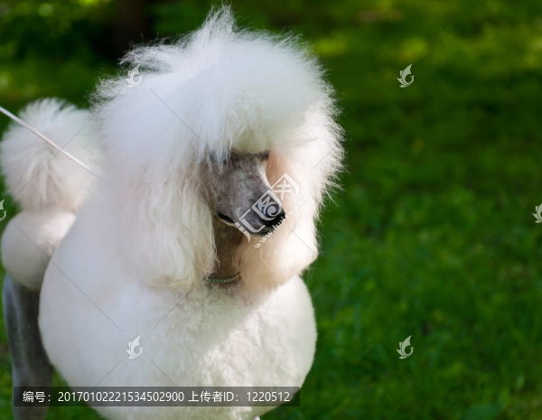 狗是最好的朋友