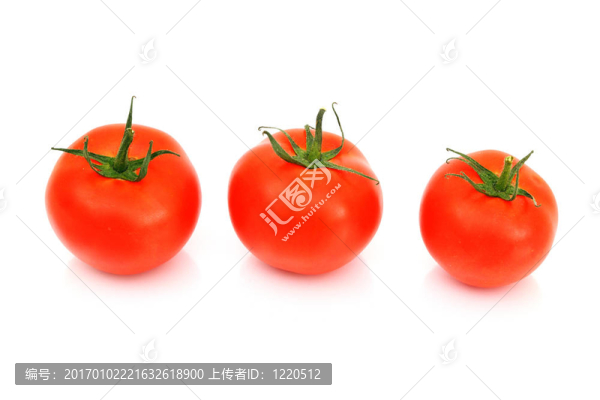 番茄樁