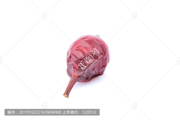 野玫瑰；白色背景；