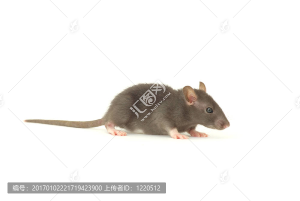 老鼠