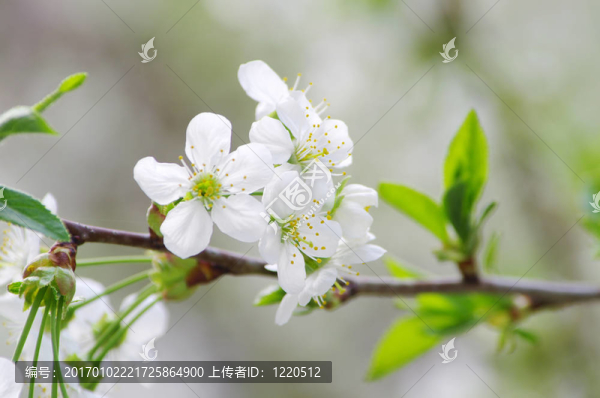 花