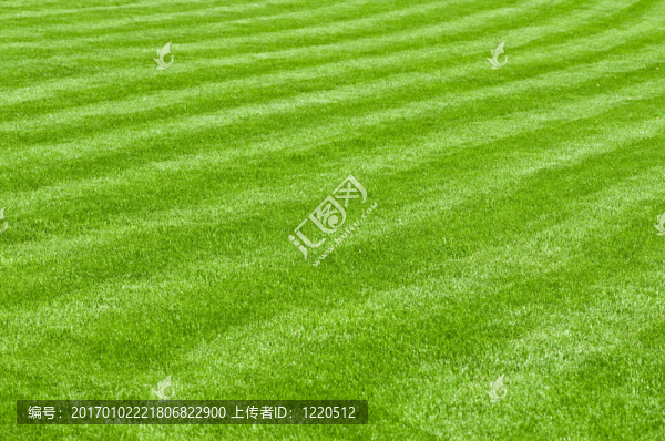 一個巨大的綠色草坪