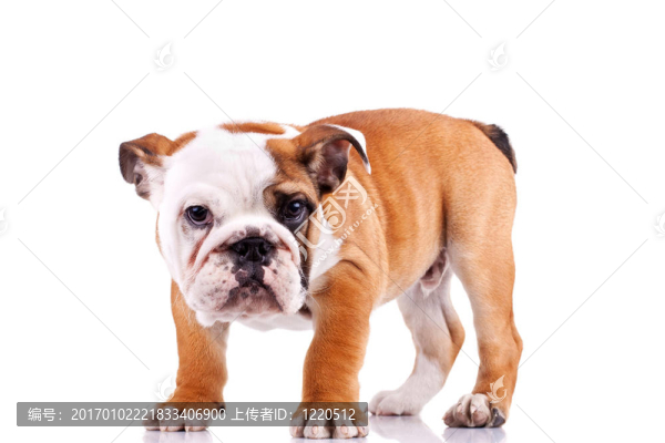 英國斗牛犬的小狗看著鏡頭