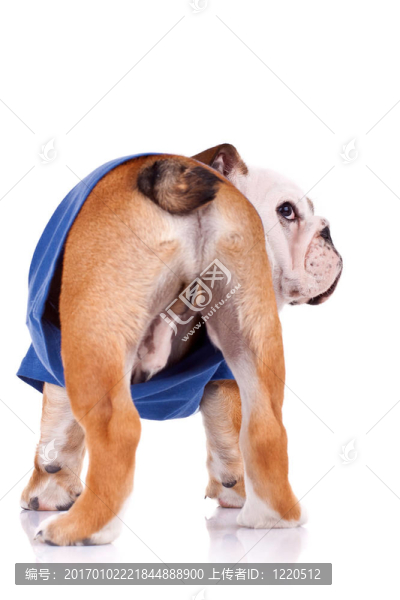 一個(gè)英國(guó)斗牛犬回來(lái)