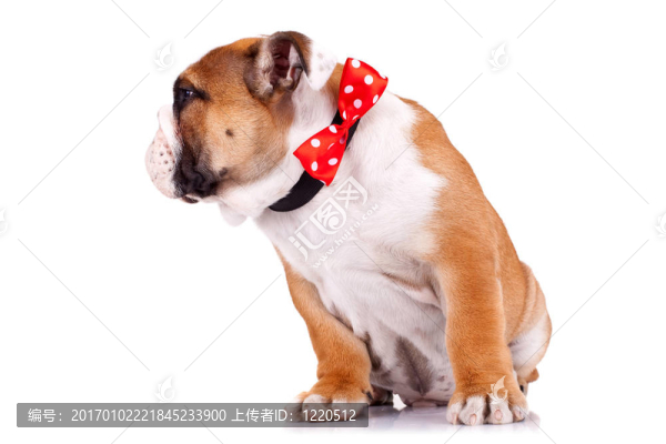 英國(guó)斗牛犬的小狗戴著一條紅絲帶