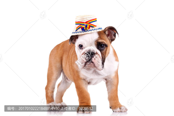 可愛的英國(guó)斗牛犬