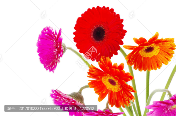 非洲菊