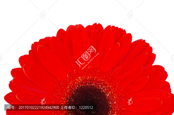 太陽花