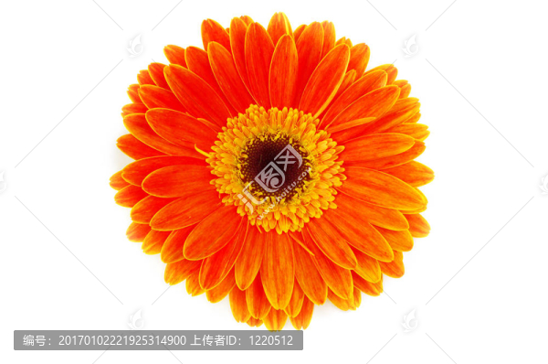 太陽(yáng)花