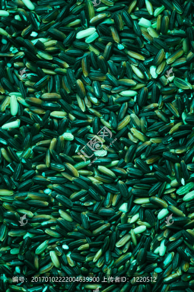 綠色水稻