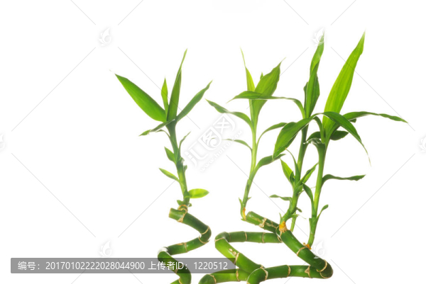 竹