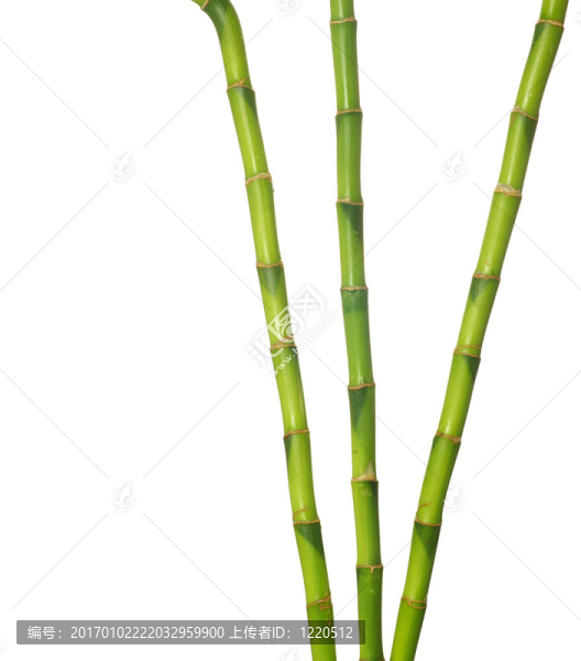 綠色的竹子