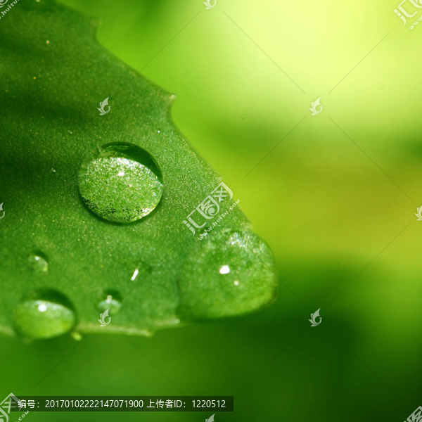 自然的水滴