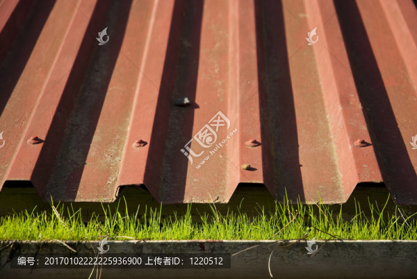 屋頂排水草