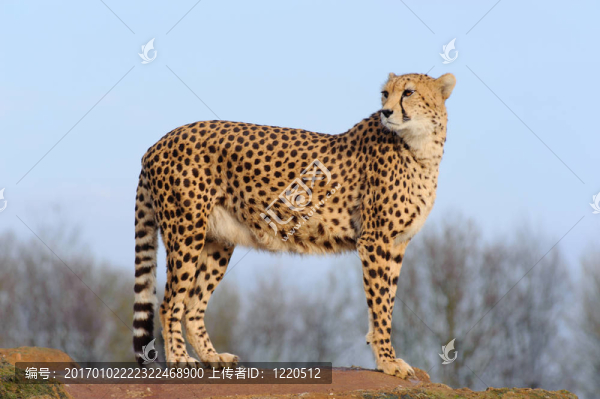 獵豹回頭
