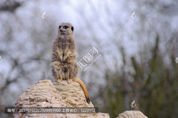 meercat看起來(lái)可愛
