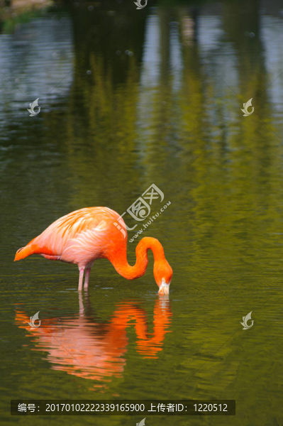 火烈鳥和反思