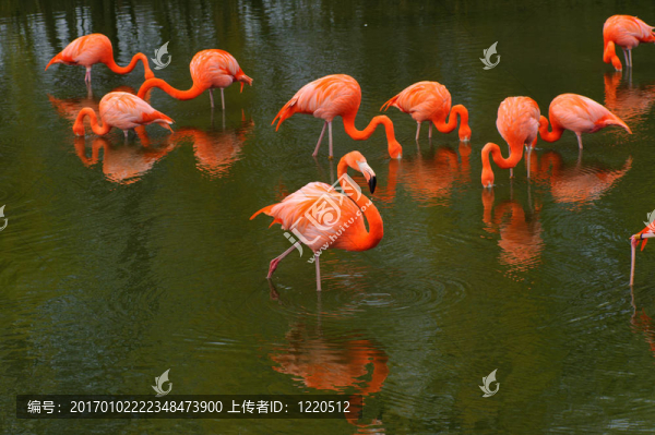 火烈鳥飼養(yǎng)