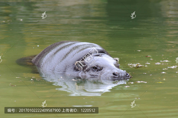 侏儒河馬游泳