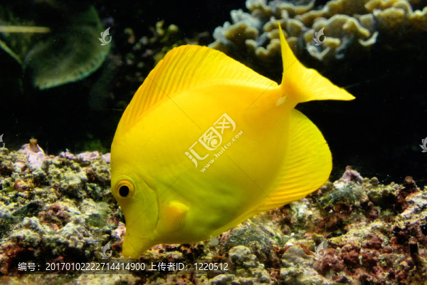 醫(yī)生魚