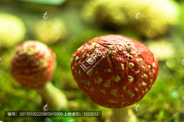 夢(mèng)幻森林中的紅蘑菇