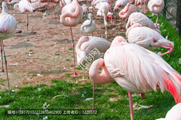 一群粉紅色的火烈鳥站立