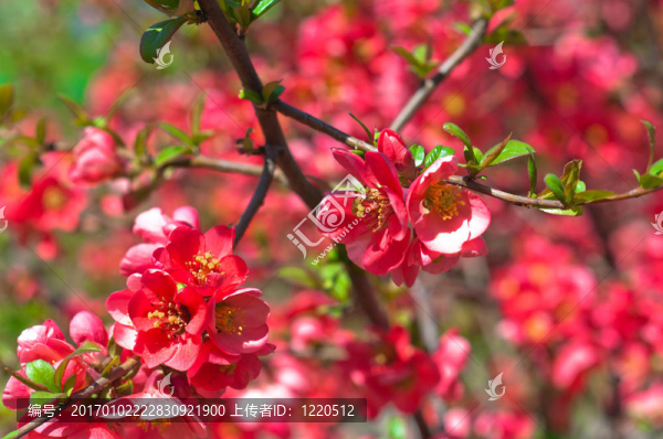 布什上的粉紅色花朵