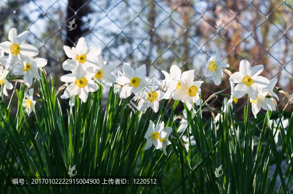 美麗的白花。水仙