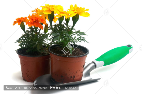 法國萬壽菊