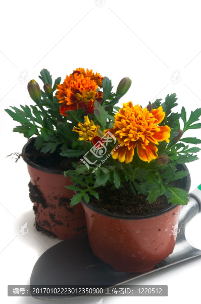 法國萬壽菊