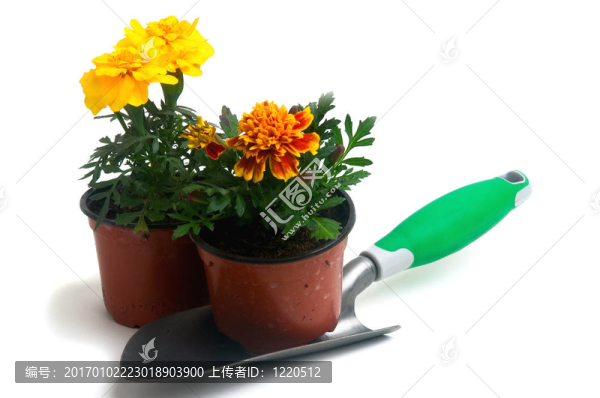 法國萬壽菊