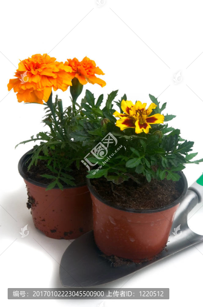法國萬壽菊