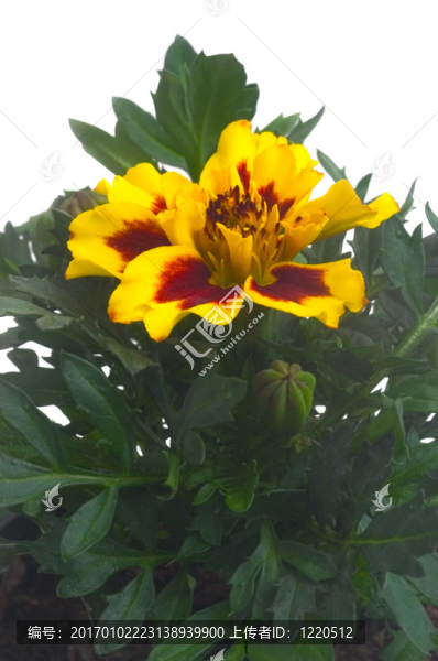 法國萬壽菊