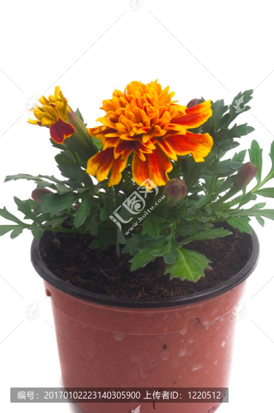法國萬壽菊