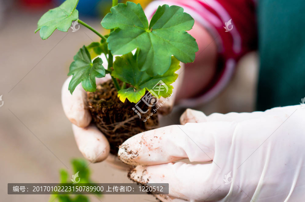 一方面年輕的綠色植物在土壤盆栽